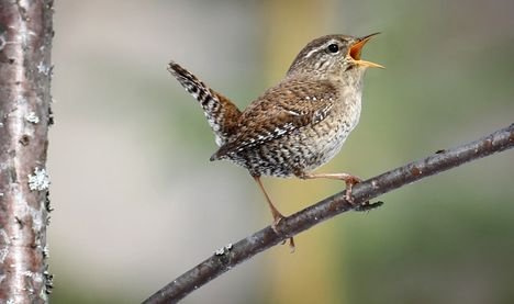 Varpusia ei ole koskaan ollut näin vähän, toteaa tuore laskenta