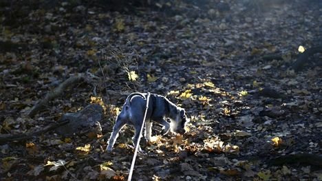 Suomi jäähtyi nopeasti – kohta tilanne muuttuu