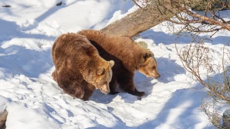 Korkeasaaren karhut heräsivät talviuniltaan yllättävästä syystä