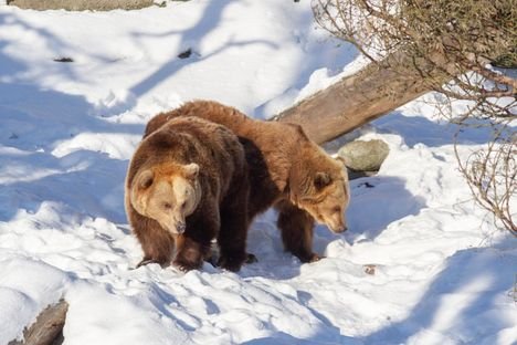 Korkeasaaren karhut her&auml;siv&auml;t talvi&shy;uniltaan yll&auml;tt&auml;v&auml;st&auml; syyst&auml;