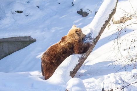 Korkeasaaren karhut her&auml;siv&auml;t talvi&shy;uniltaan yll&auml;tt&auml;v&auml;st&auml; syyst&auml;