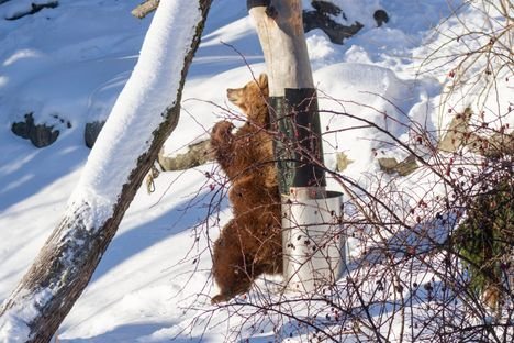 Korkeasaaren karhut her&auml;siv&auml;t talvi&shy;uniltaan yll&auml;tt&auml;v&auml;st&auml; syyst&auml;