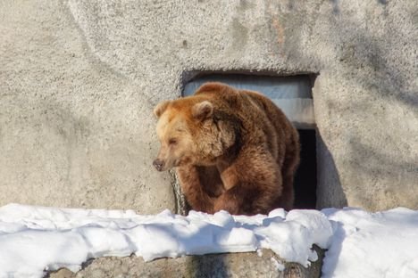 Korkeasaaren karhut her&auml;siv&auml;t talvi&shy;uniltaan yll&auml;tt&auml;v&auml;st&auml; syyst&auml;