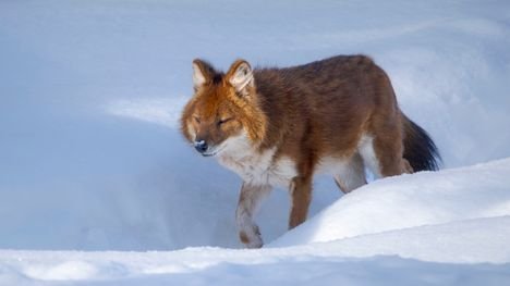 Ranuan eläinpuiston vuorisudet jouduttiin lopettamaan