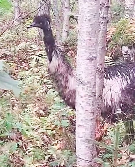 Herra Hoo l&ouml;ytyi &ndash;&thinsp;&rdquo;Kaikkea sit&auml; pit&auml;&auml;kin linnun vuoksi&rdquo;